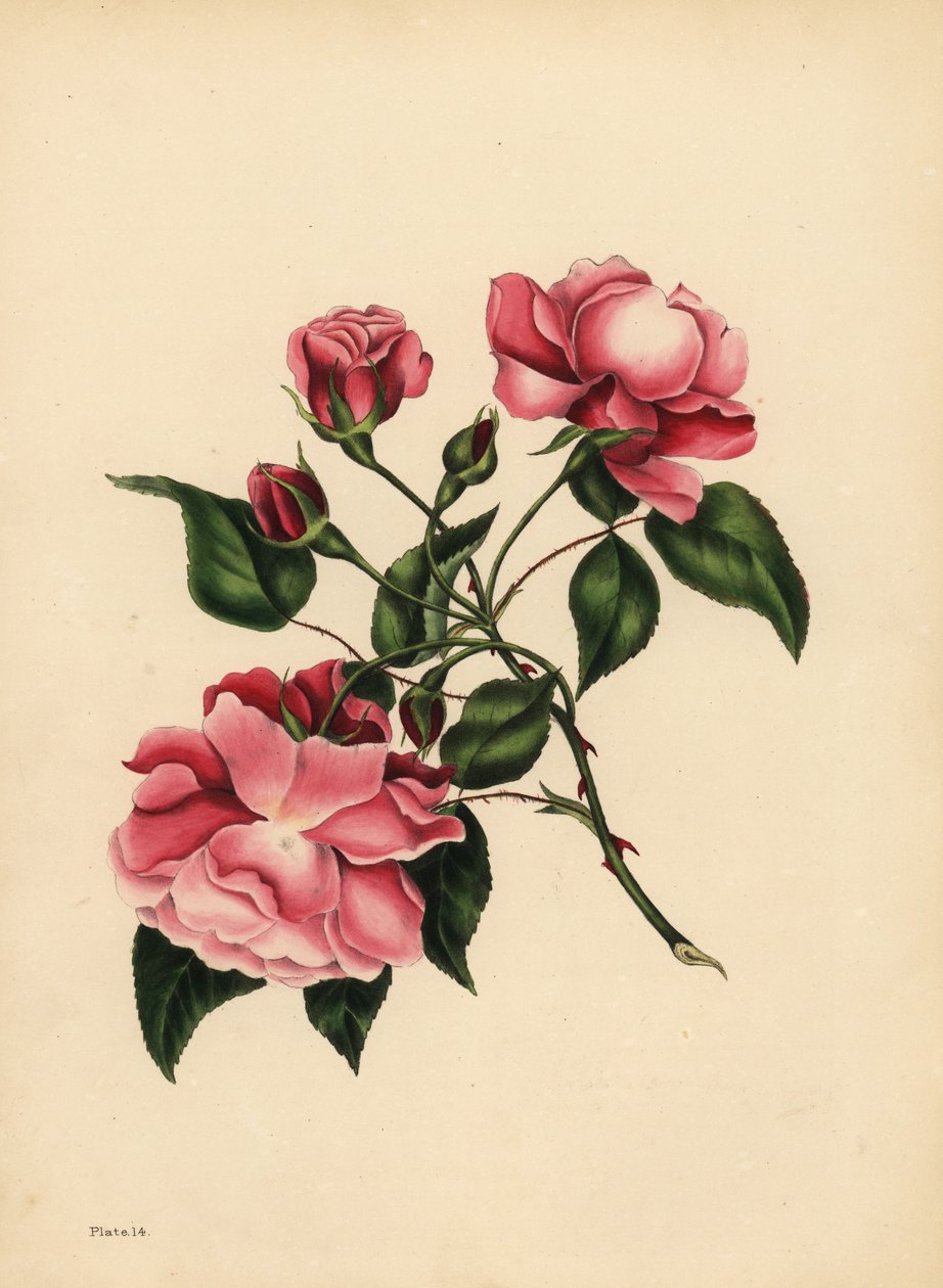 A sempre exuberante Rose, Beleza sempre nova de Unbekannt