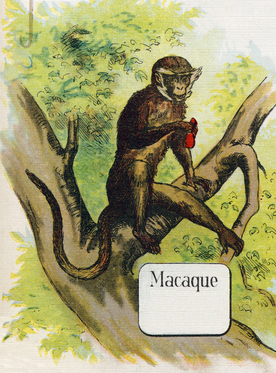 O macaque. Gravação em "ABC L