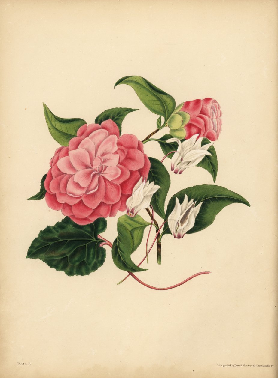 A Camélia de mirto ou Rosa do Japão, a beleza é a sua única atração; O Ciclamen Persa, a Diffidência de Unbekannt