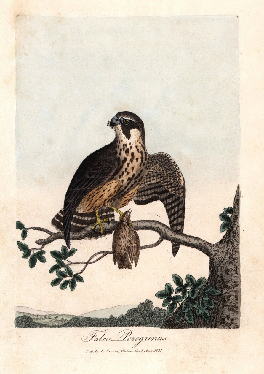 O falcão pelerine. Gravura em cobre colorido de George Graves, em British Ornithology de Unbekannter Künstler