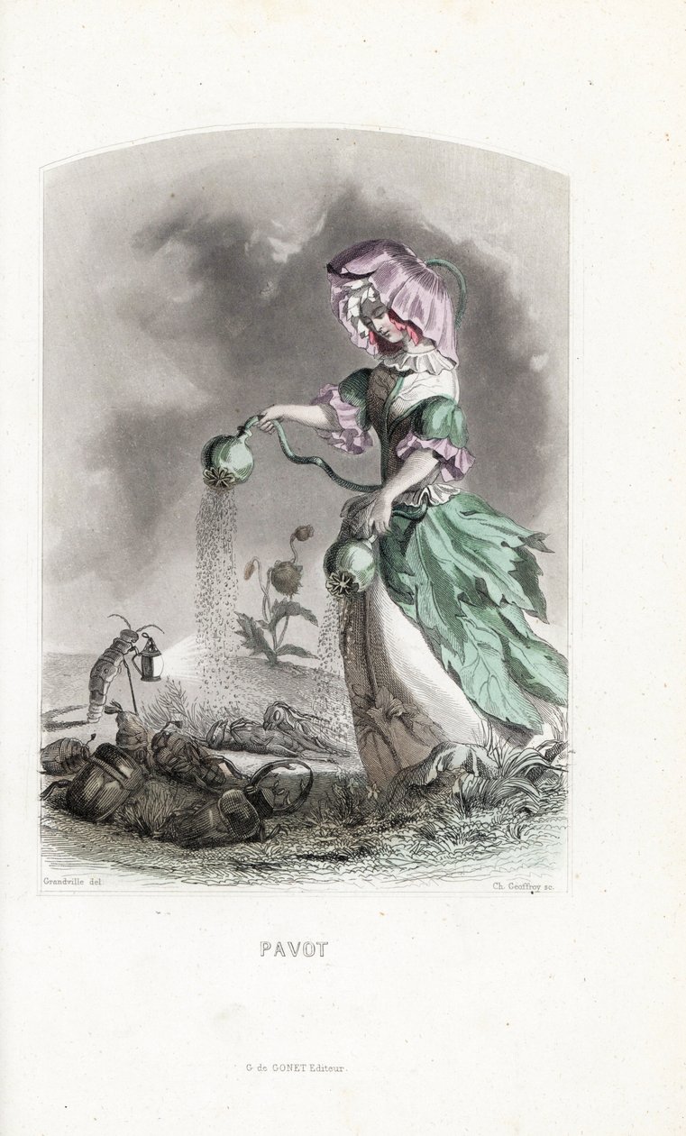A papoila polvilha vagens de ópio sobre coleópteros e gafanhotos - Eau forte de Charles Geoffroy (1819-1882), a partir de uma ilustração de Jean Ignace Isidore Gerard dit J.J.Granville (1803-1847), para Les fleurs animees de Unbekannter Künstler