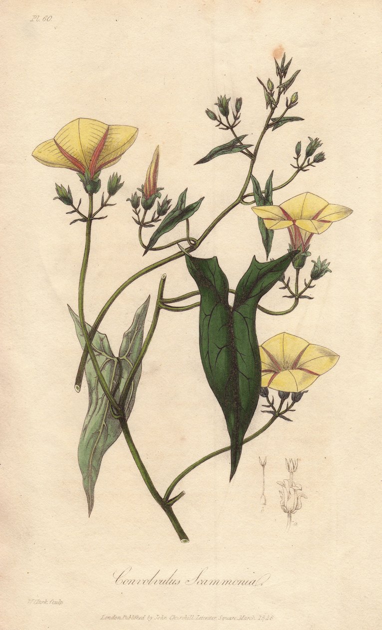 O escamoneu (Convolvulus scammonia) - Água forte de William Clarke para ilustrar "Medical Botanical, Description of the Medicinal Plants of London, Edinburgh, and Dublin" de John Stephenson e James Morss Churchill, publicado em Londres por John Churc de Unbekannter Künstler