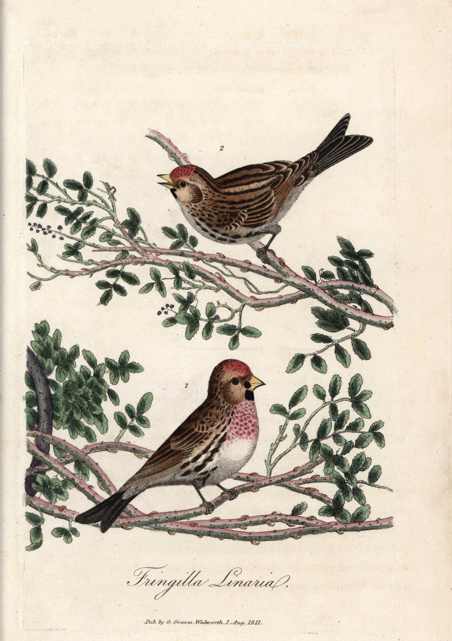 O sizerin ou pequeno linotte. Gravura em cobre colorido de George Graves, em British Ornithology de Unbekannter Künstler