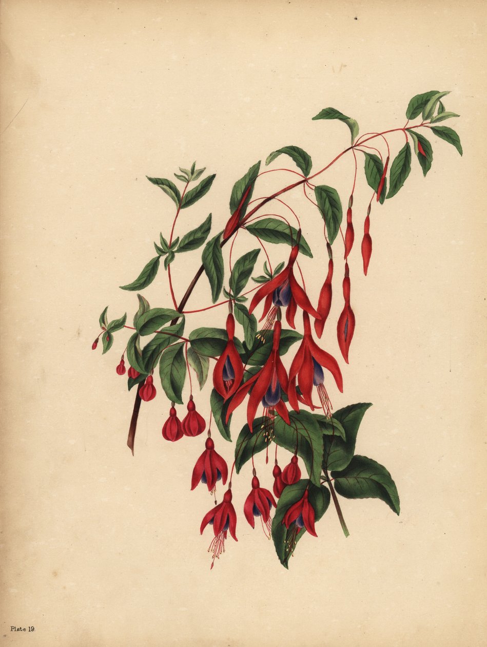 A Fucsia esbelta e globosa, Fuchsia magellanica, Taste de Unbekannt