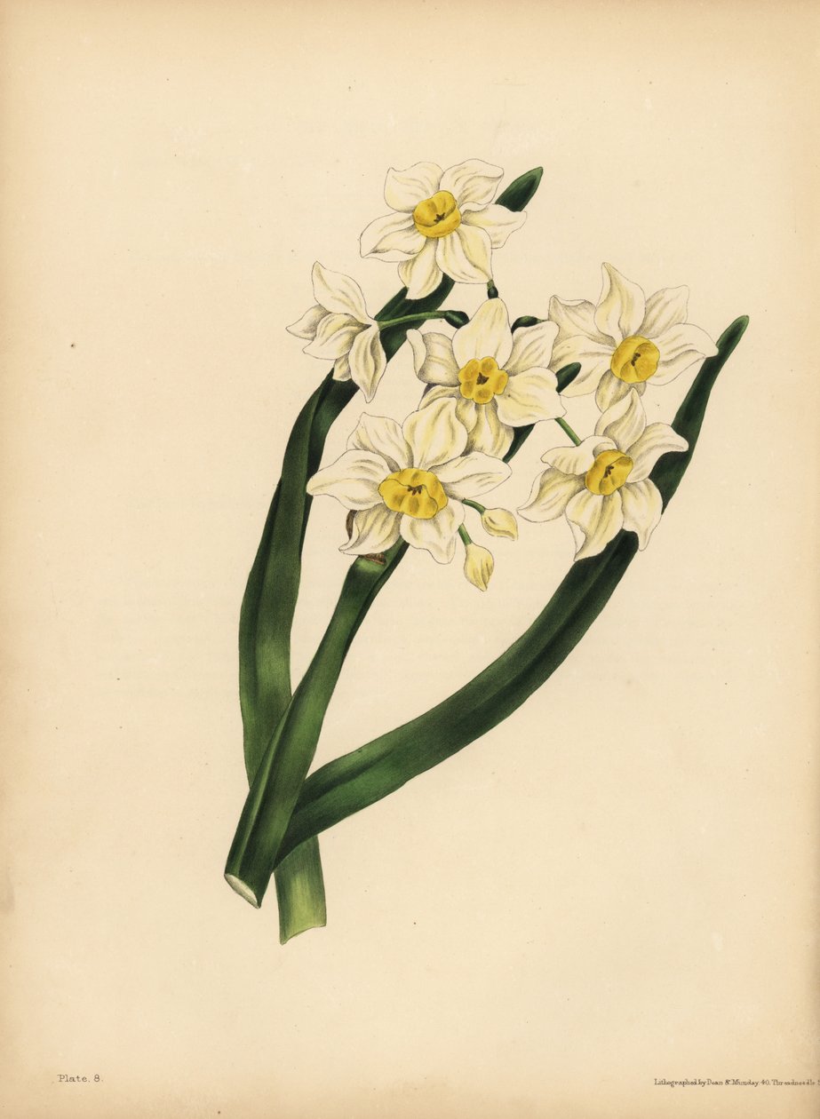 O Narciso de neve em flocos, o egoísmo e o amor-próprio de Unbekannt