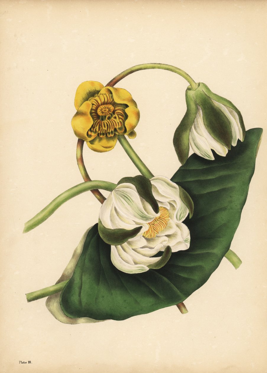 O nenúfar branco, Nymphaea odorata, e nenúfar amarelo, Nuphar lutea, Silêncio de Unbekannt
