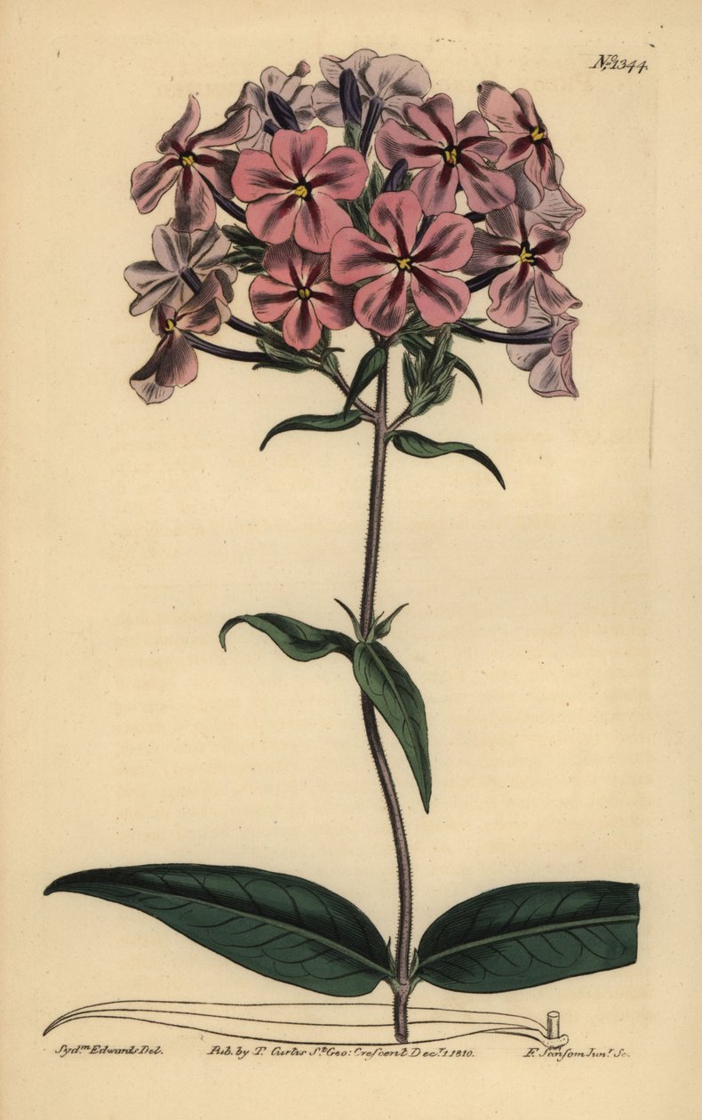 Thickleaf phlox, Phlox carolina (lychnidea de haste áspera) de Unbekannt
