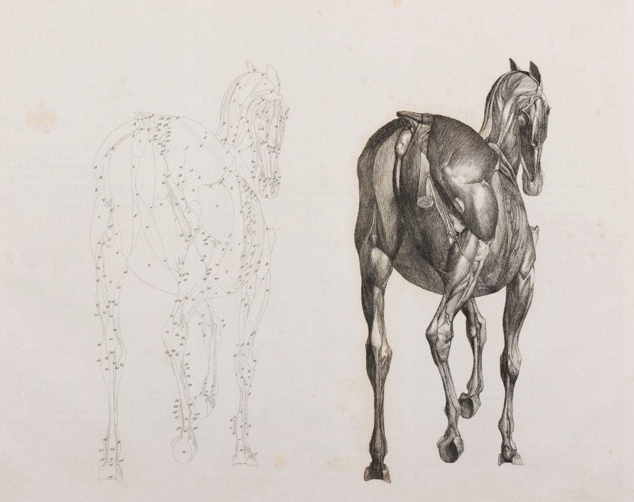 Terceira camada dissecada de um cavalo, vista traseira de Unbekannt