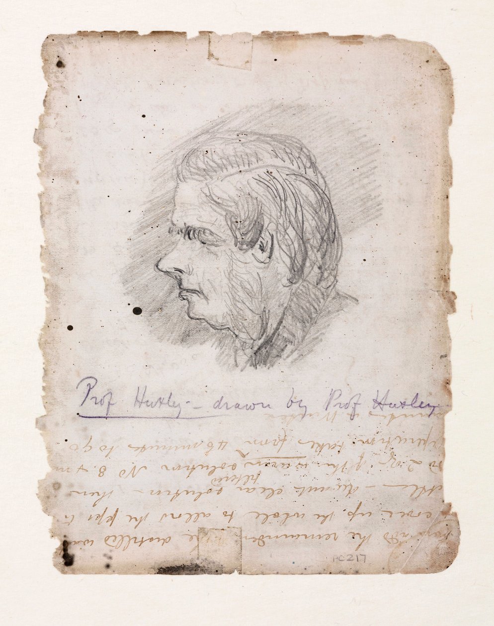 Thomas Henry Huxley, biólogo inglês, meados do século XIX de Unbekannt