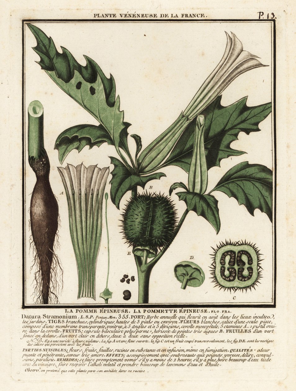 Maçã espinhosa, Datura stramonium. de Unbekannter Künstler