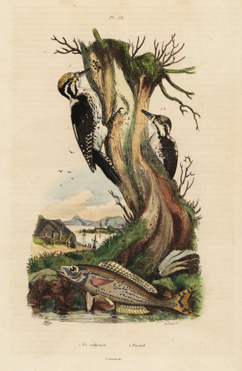 Pica-pau de três dedos, Picoides tridactylus 1, e picarel, Spicara smaris 2. Pica-pau tridactylus, picarel de Unbekannt