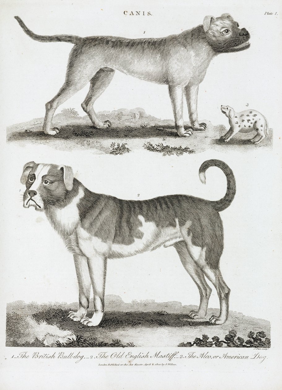 Três tipos de cão de Unbekannt