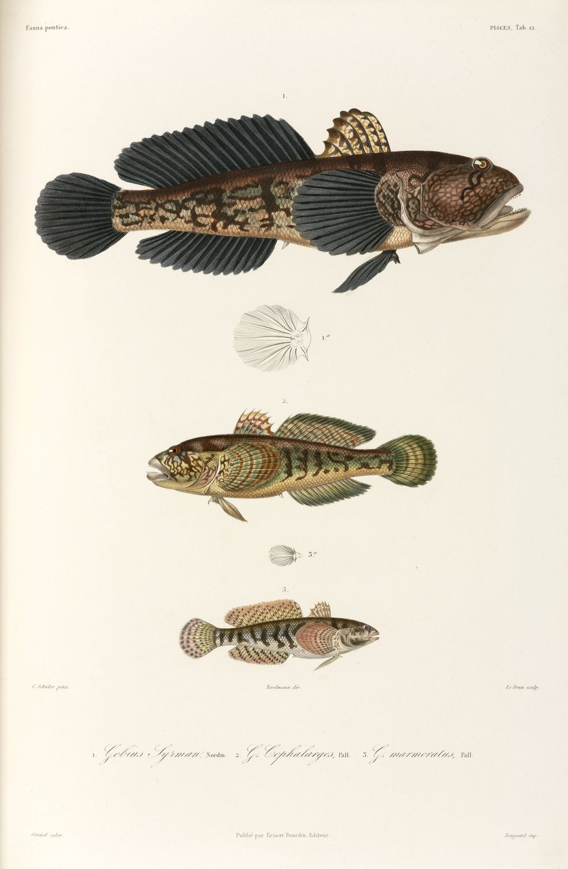 Três tipos de goby, Mar Negro de Unbekannter Künstler