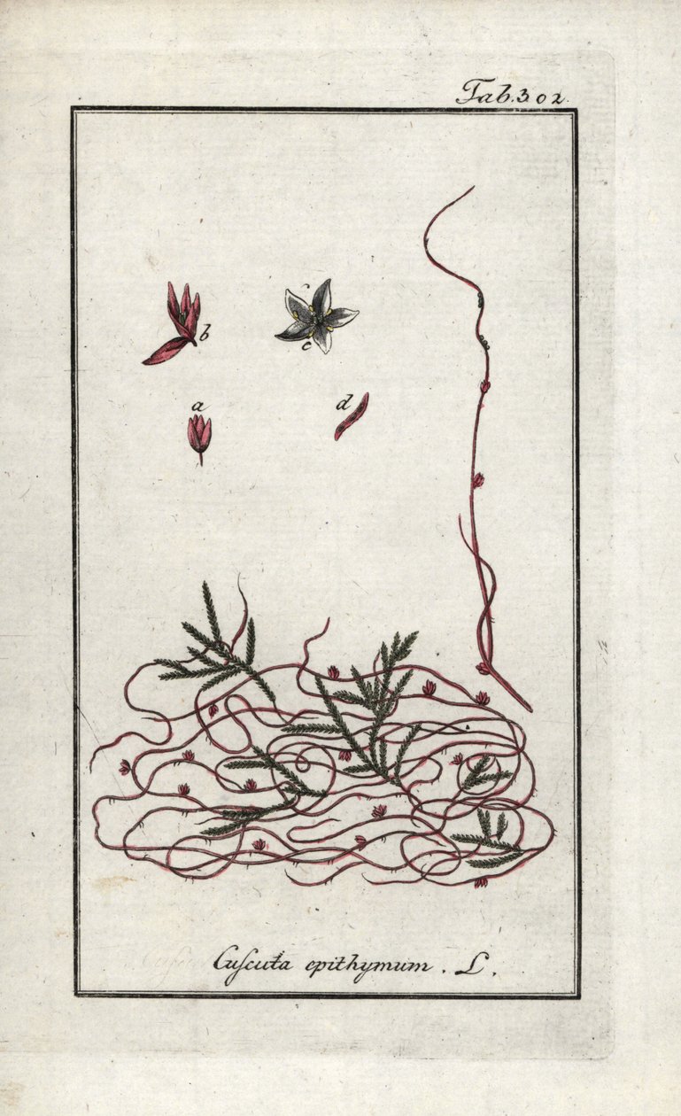 Cuscuta de tomilho ou cuscuta de flor pequena (Cuscuta epithymum). Litografia de "Afbeelding der Artseny-Gewassen" de Johannes Zorn (1739-1799), Países Baixos de Unbekannter Künstler
