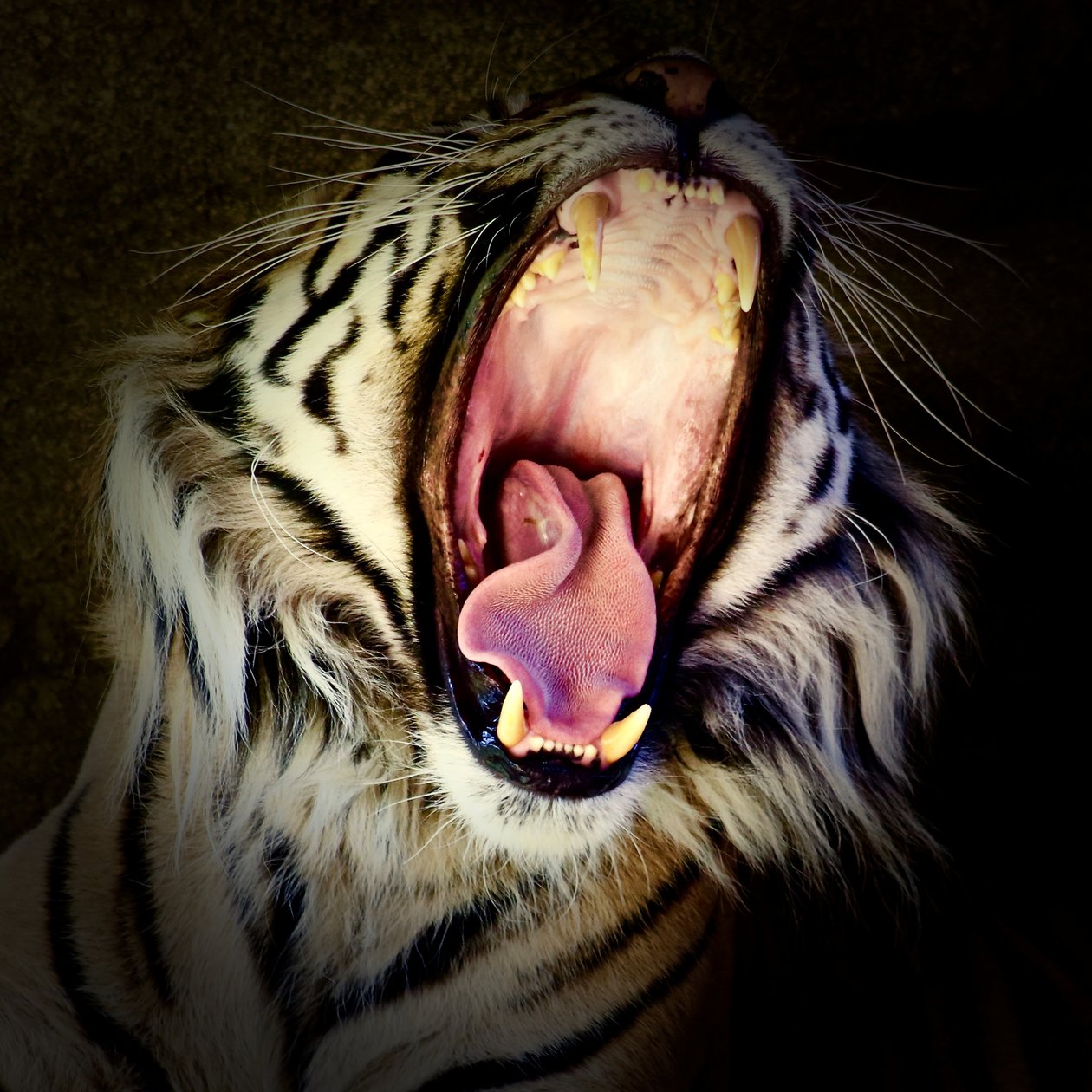 Tiger Teeth, 2017 (fotografia) de Unbekannter Künstler