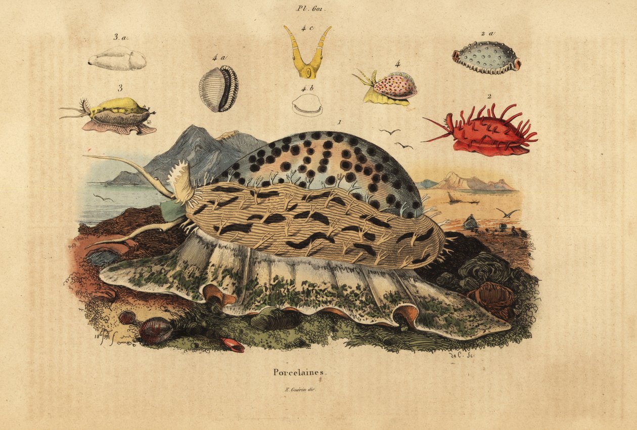 Tiger cowrie, Cypraea tigris 1, cowrie enrugado, Nucleolaria nucleus 2, money cowrie, Monetaria moneta 3, e Ellatrivia merces 4, Porcelaines de Unbekannt