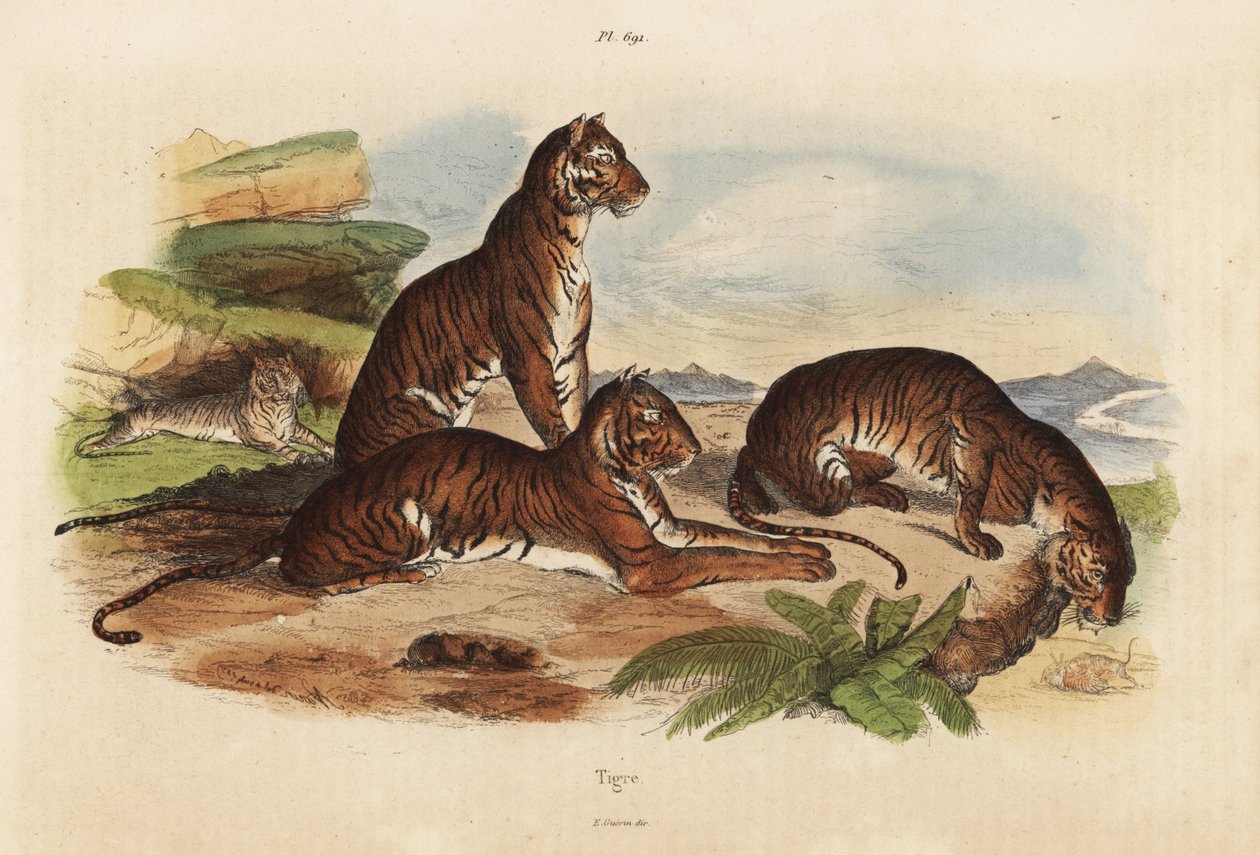Tigres, Panthera tigris, em perigo de Unbekannt