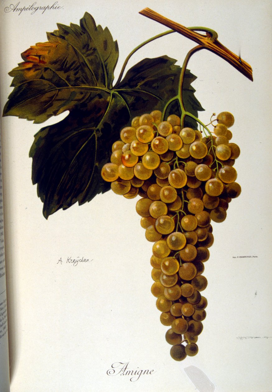 Página de rosto de um tratado geral francês sobre Viticultura (Cultura da uva para vinho) 1905 de Unbekannter Künstler