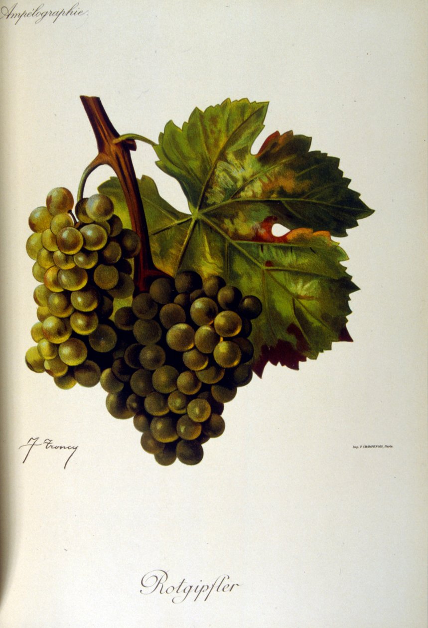 Página de rosto de um tratado geral francês sobre Viticultura (Cultura da uva para vinho) 1905 de Unbekannter Künstler