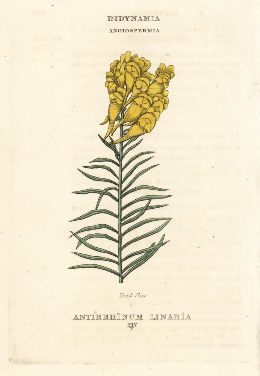 Toadflax, Linaria vulgaris (Antirrhinum linaria). Gravura em chapa de cobre colorida à mão, segundo uma ilustração de Richard Duppa do seu The Claves and Orders of the Linnaean System of Botany, Longman, Hurst, Londres de Unbekannter Künstler