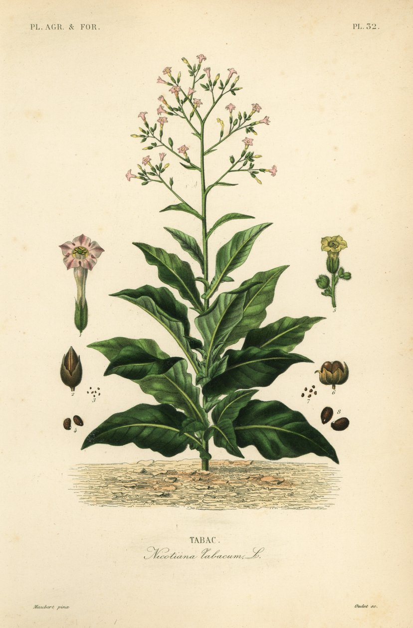 Planta de tabaco, Nicotiana tabacum, Tabac de Unbekannt