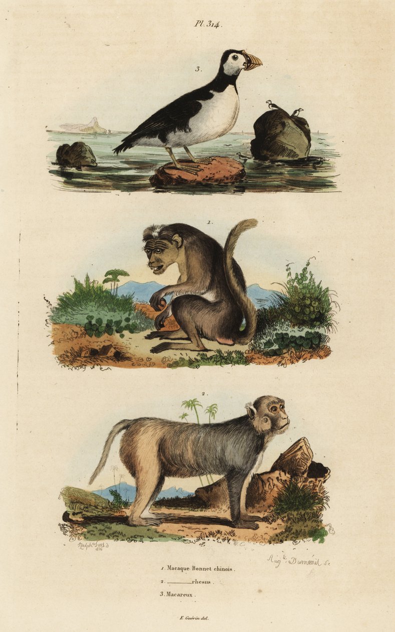 Toque macaque, Macaca sinica, ameaçada 1, rhesus macaque, Macaca mulatta 2, e auklet de periquito, Aethia psittacula 3 de Unbekannt