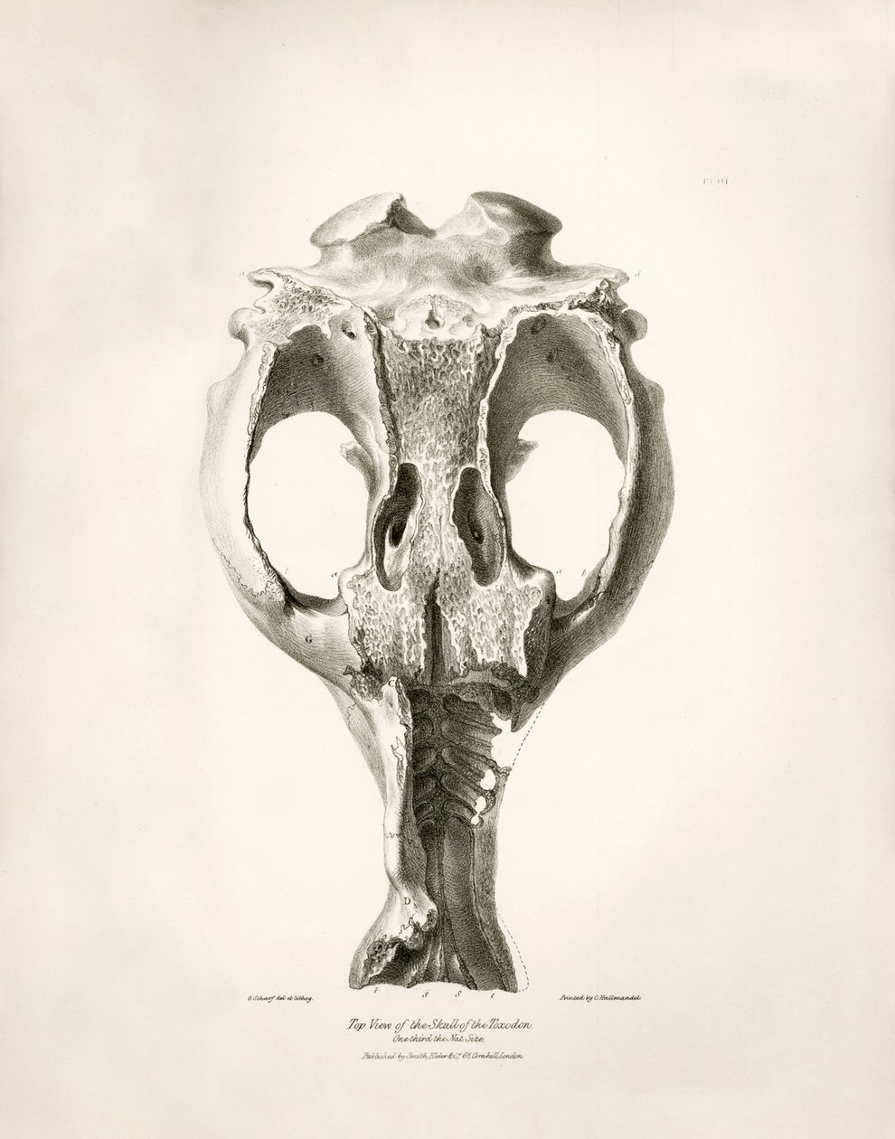 Toxodon Crane, um animal pré-histórico encontrado por Charles Darwin perto de Montevideo, Uruguai, durante a sua viagem de exploração a bordo do Beagle. The Zoology of the voyage of H.M.S. Beagle under the command of Captain Fitzroy during the years 1832 t de Unbekannter Künstler