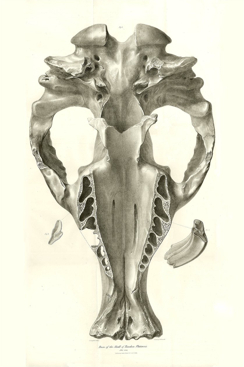 Toxodon Crane, um animal pré-histórico encontrado por Charles Darwin perto de Montevideo, Uruguai, durante a sua viagem de exploração a bordo do Beagle. The Zoology of the voyage of H.M.S. Beagle under the command of Captain Fitzroy during the years 1832 t de Unbekannter Künstler