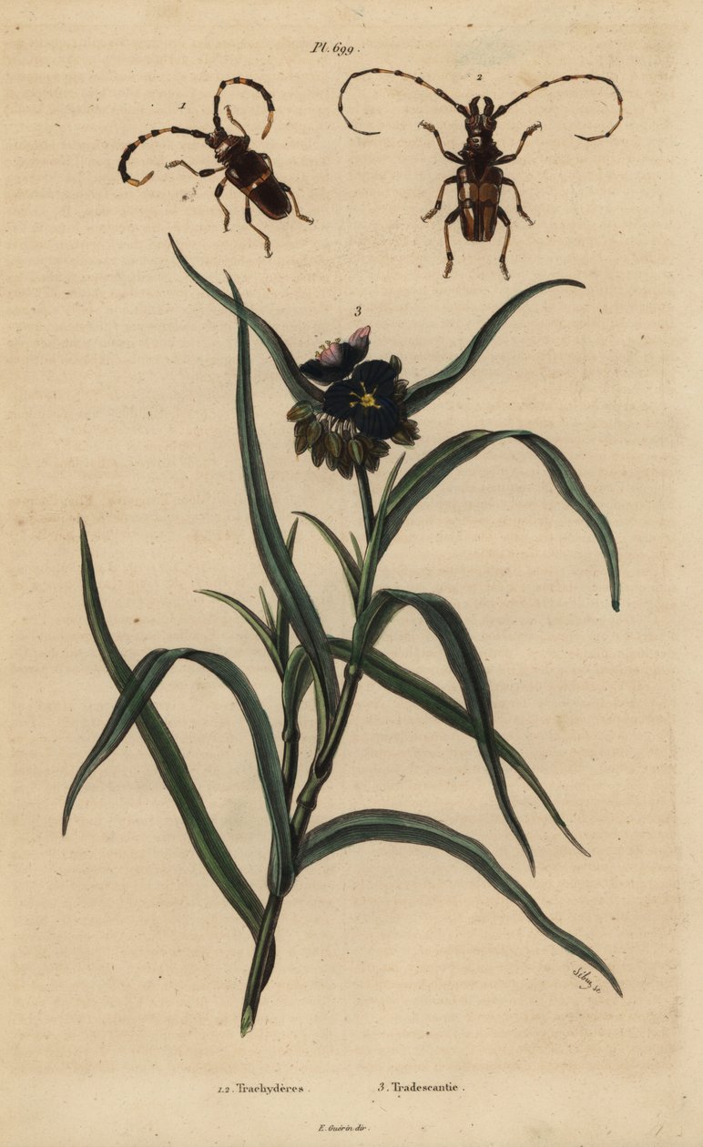 Trachyderes succinctus 1, Trachyderes mandibularis 2, e Virginia spiderwort, Tradescantia virginiana 3 de Unbekannt
