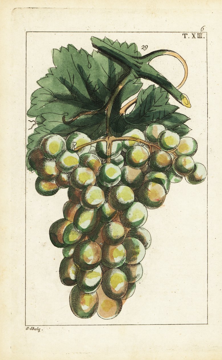 Variedade traminar de uvas, Vitis vinifera. de Unbekannter Künstler