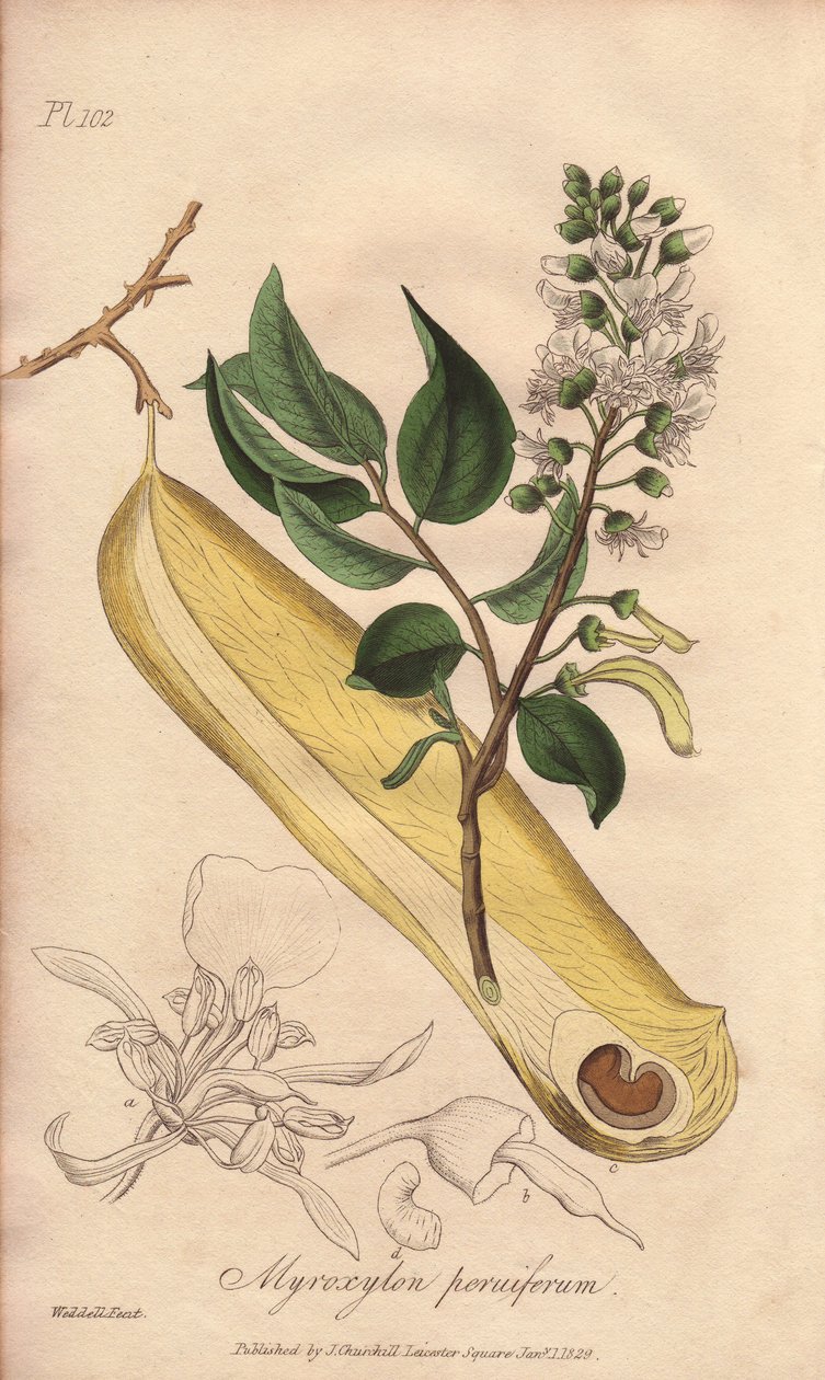 Árvore das febres (Myroxylon peruiferum) - Água forte de William Clarke para ilustrar "Medical Botanical, Description of the Medicinal Plants of London, Edinburgh and Dublin" de John Stephenson e James Morss Churchill, publicado em Londres por John Church de Unbekannter Künstler