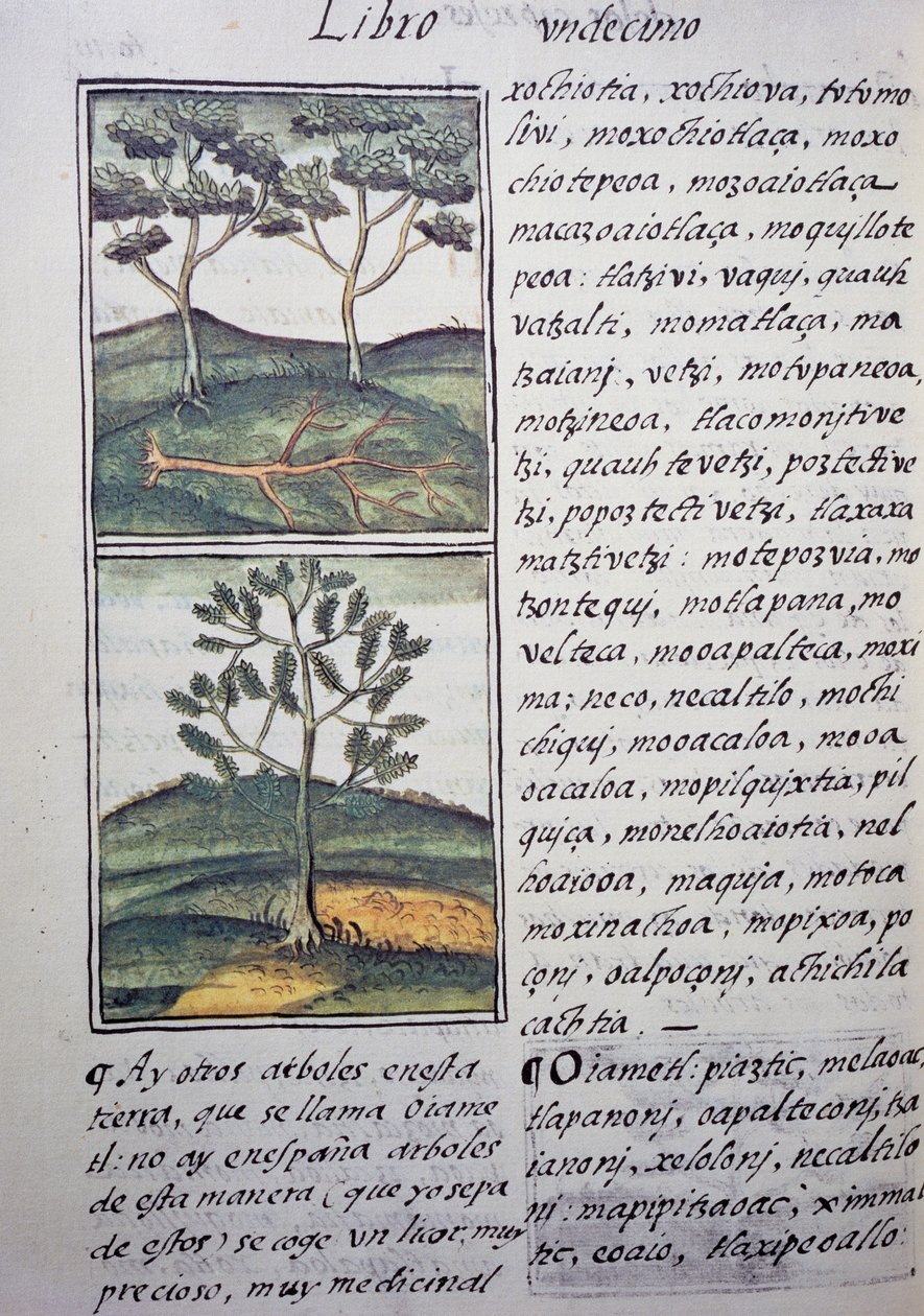 Árvores, ciprestes selvagens e abetos, página do Códice Florentino, versão bilíngue em espanhol e Nahuatl, História Geral das Coisas da Nova Espanha, do missionário espanhol Fray Bernardino de Sahagun (1499-1590). A civilização asteca de William M. Timlin