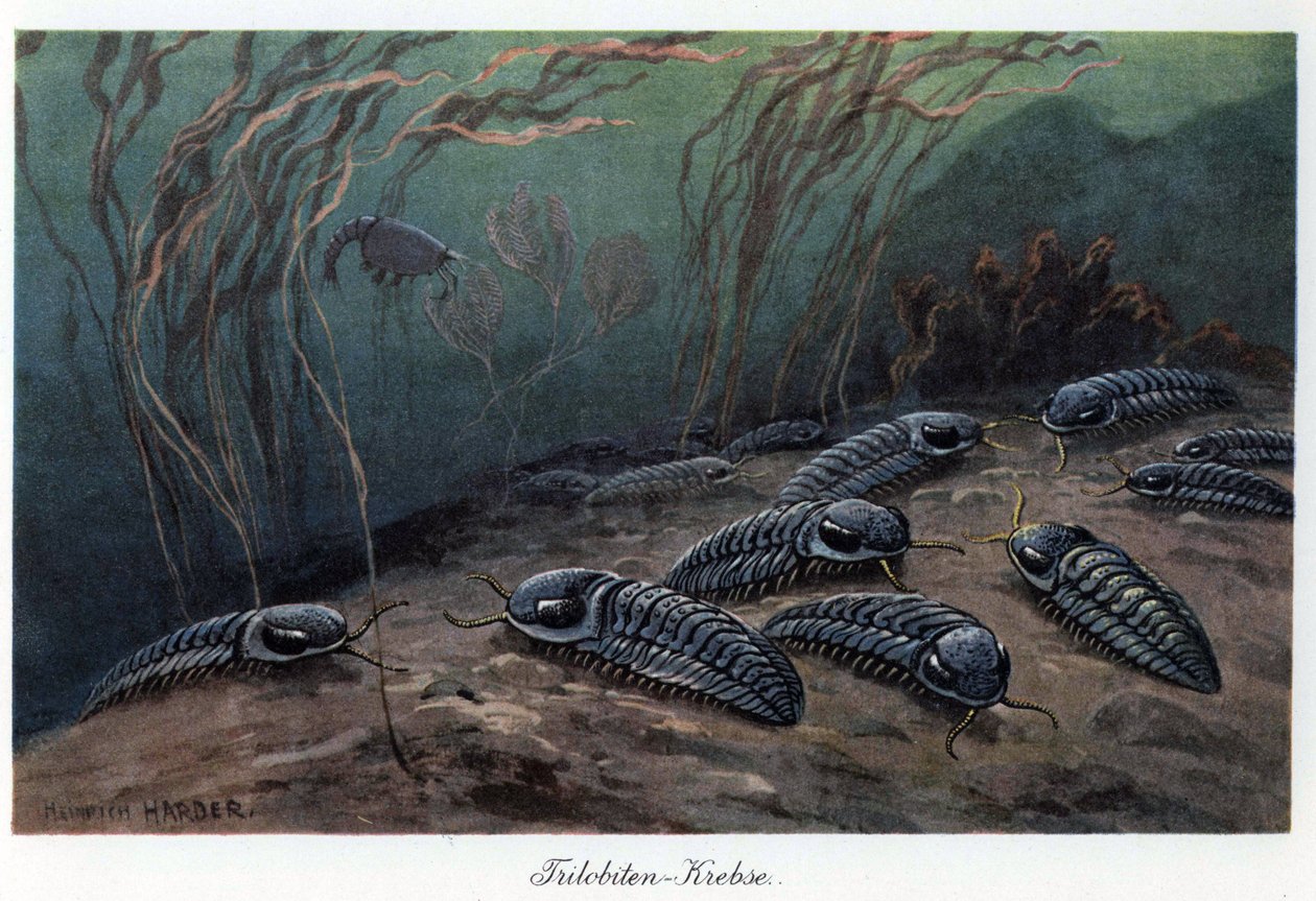 Trilobites (três lóbulos), artrópodes marinhos fósseis da família Trilobia, que viveram durante o Paleozoico (era primária), do Cambriano ao Permiano. Ilustração a cores de Heinrich Harder (1858-1935), em "Tiere der Urwelt" (Animais da Pré-História), texto de Unbekannter Künstler