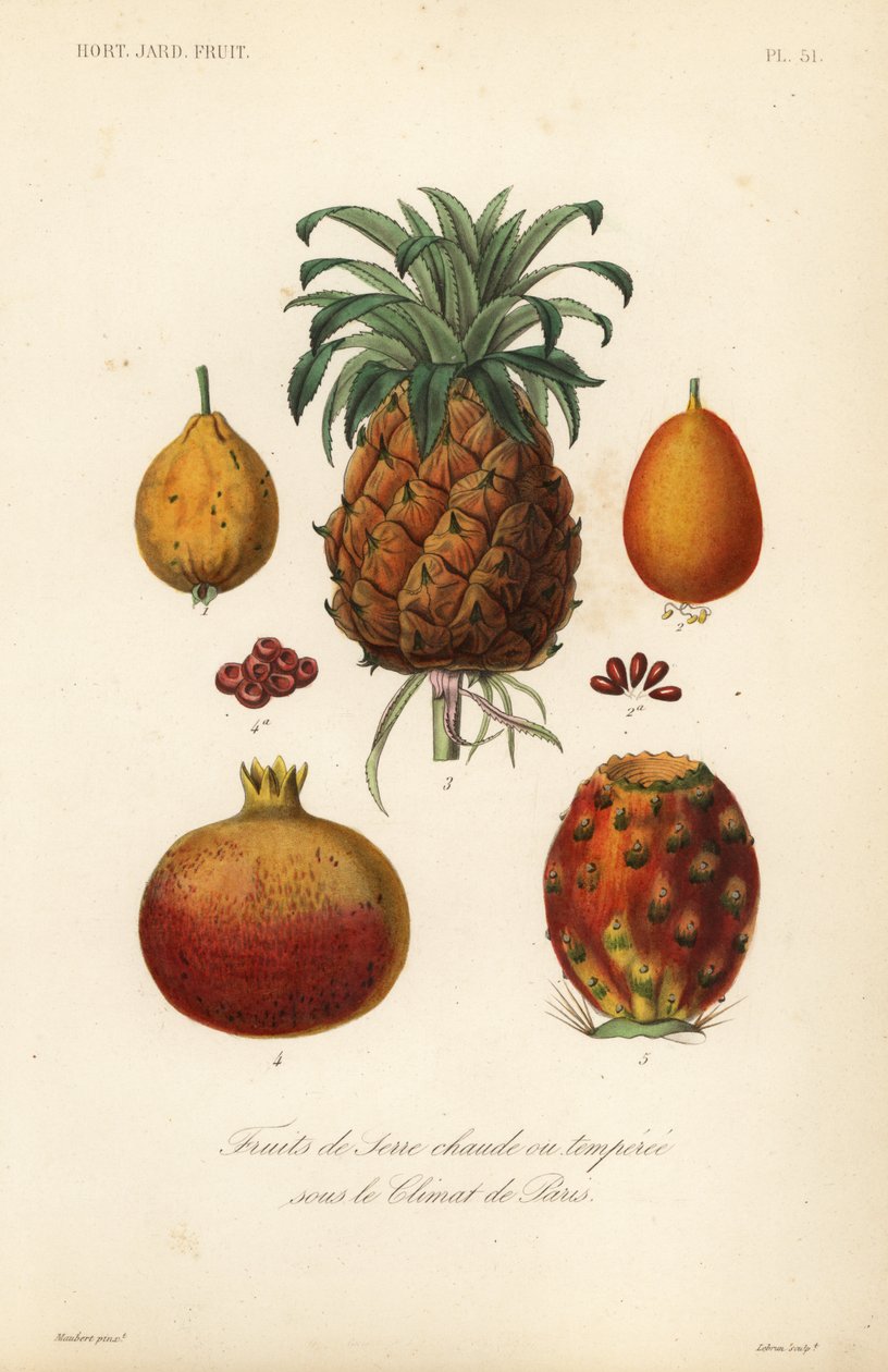 Frutas tropicais, frutas de estufas quentes ou temperadas de Unbekannt
