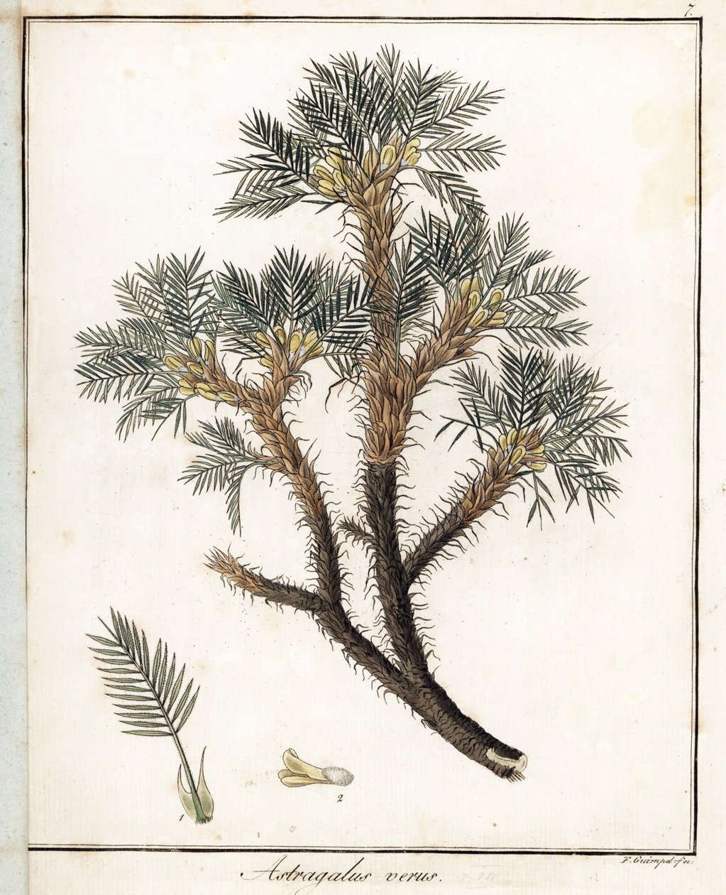 Astragalus verdadeiro - Litografia de F. Guimpel, extraída da botânica médica de Friedrich Gottlob Haynes (1763-1832), Berlim de Unbekannter Künstler