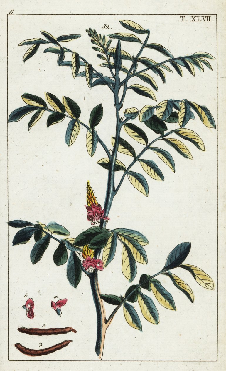 Verdadeiro índigo, Indigofera tinctoria. de Unbekannter Künstler