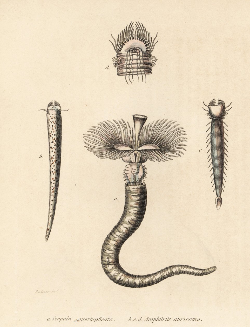 Tubeworm, Serpula vermicularis (Serpula contortuplicata), e fanworm, Amphictene auricoma (Amphitrite auricoma). Litografia colorida à mão por Gebhart a partir de uma ilustração de Zehner da Galeria de História Natural de Georg Friedrich Treitschke, Naturhi de Unbekannter Künstler