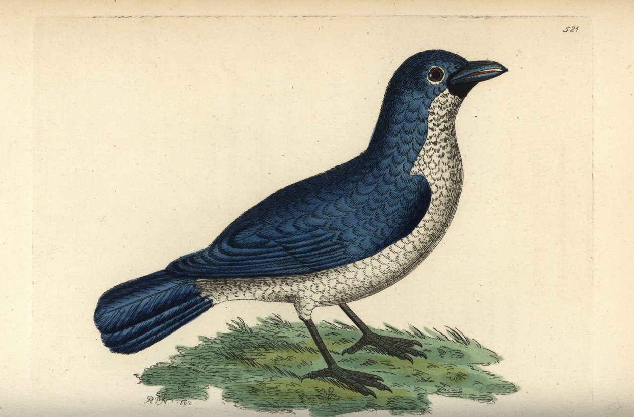 Laniarius turatii (picanço azul, Lanius bicolor). Ilustração desenhada e gravada por Richard Polydore Nodder. Gravura em chapa de cobre colorida à mão da obra de George Shaw e Frederick Nodder, The Naturalist