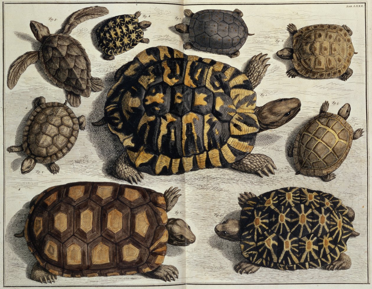Tartarugas: da obra "Locupletissimi Rerum Naturalium" de Albert Seba, c.1750 (gravura a cores) de Unbekannter Künstler