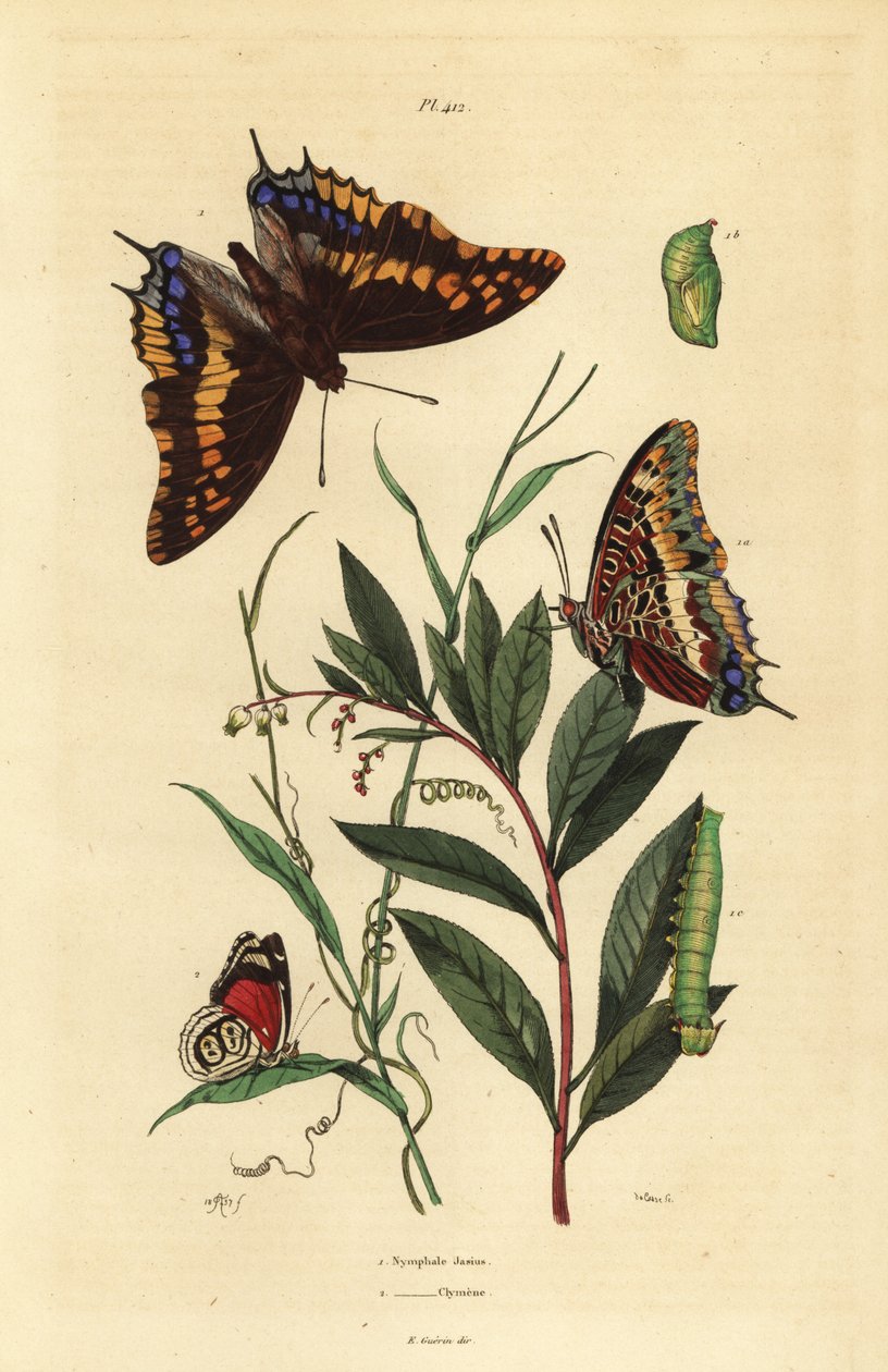 Imperador de duas caudas, Charaxes jasius, com pupa e lagarta 1, e a borboleta oitenta e oito de Cramer, Diaethria clymena 2 de Unbekannt