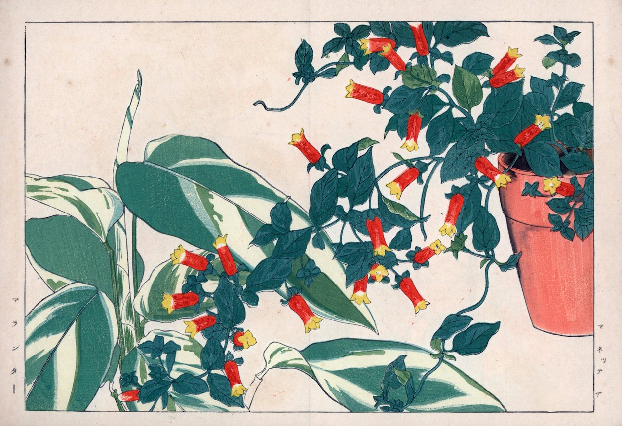 Manettia bicolor em vaso e dicadame ou erva com setas. Trepadeira, Manettia bicolor, num vaso e araruta, Maranta arundinacea. Gravura em xilogravura colorida à mão do "Seiyou Sokazufu" (Álbum Pictórico de Plantas e Ervas Ocidentais) de Konan Tanigami. de Unbekannter Künstler