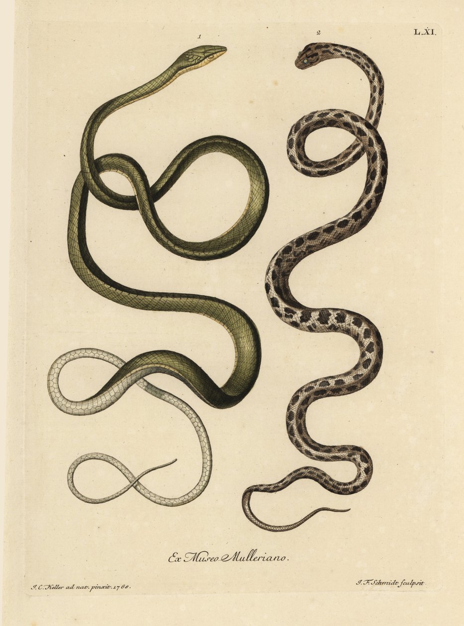 Duas cobras do Suriname: A serpente verde (Ahaetulla mycterizans) e a serpente-liga xadrez, Thamnophis marcianus. A serpente verde do Suriname, Coluber mycterizans, uma serpente branca elegantemente manchada de preto num chicharro. Cobra-verde do Suriname de Unbekannter Künstler