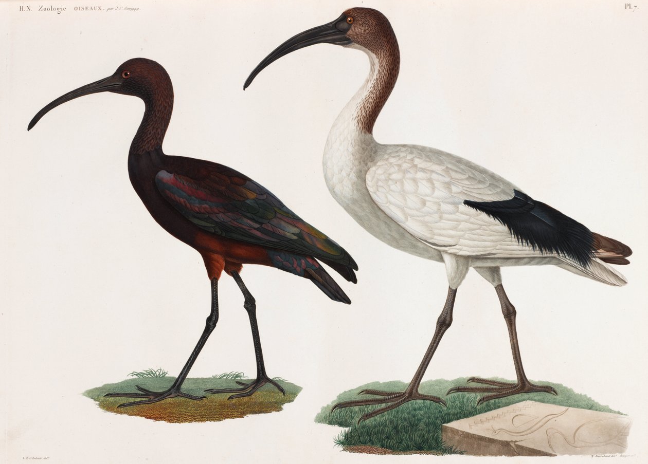 Duas ilustrações a cores de aves de Unbekannt