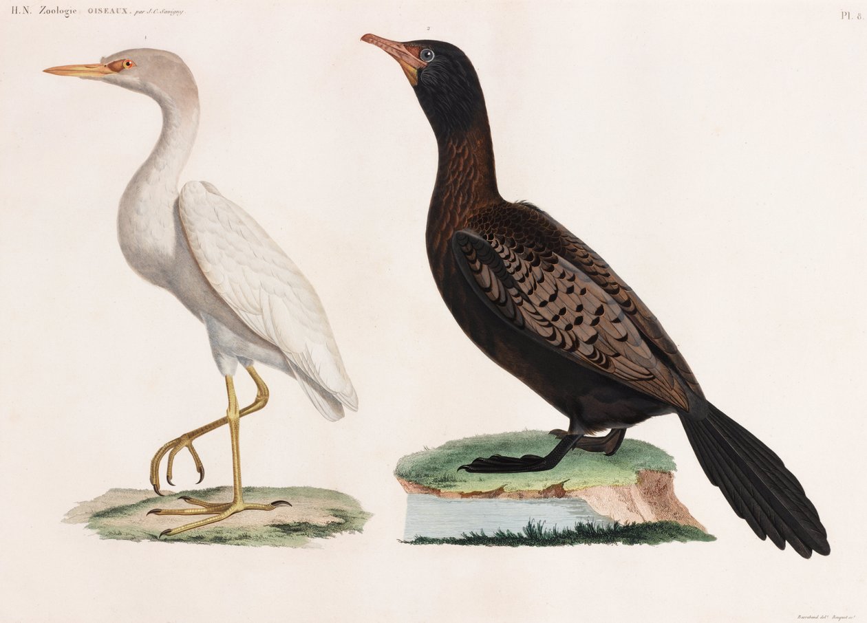 Duas ilustrações a cores de aves de Unbekannt