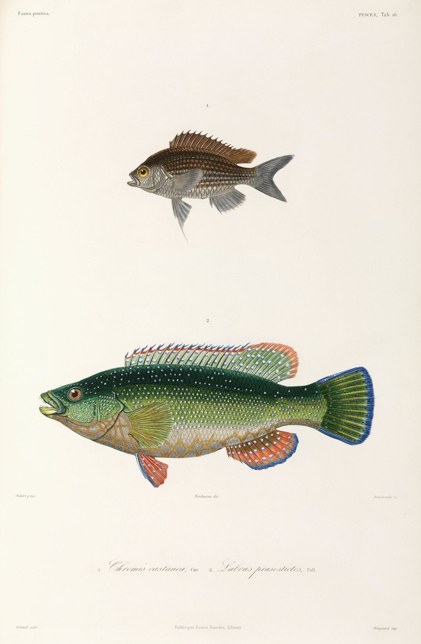 Dois tipos de peixe, Mar Negro de Unbekannter Künstler