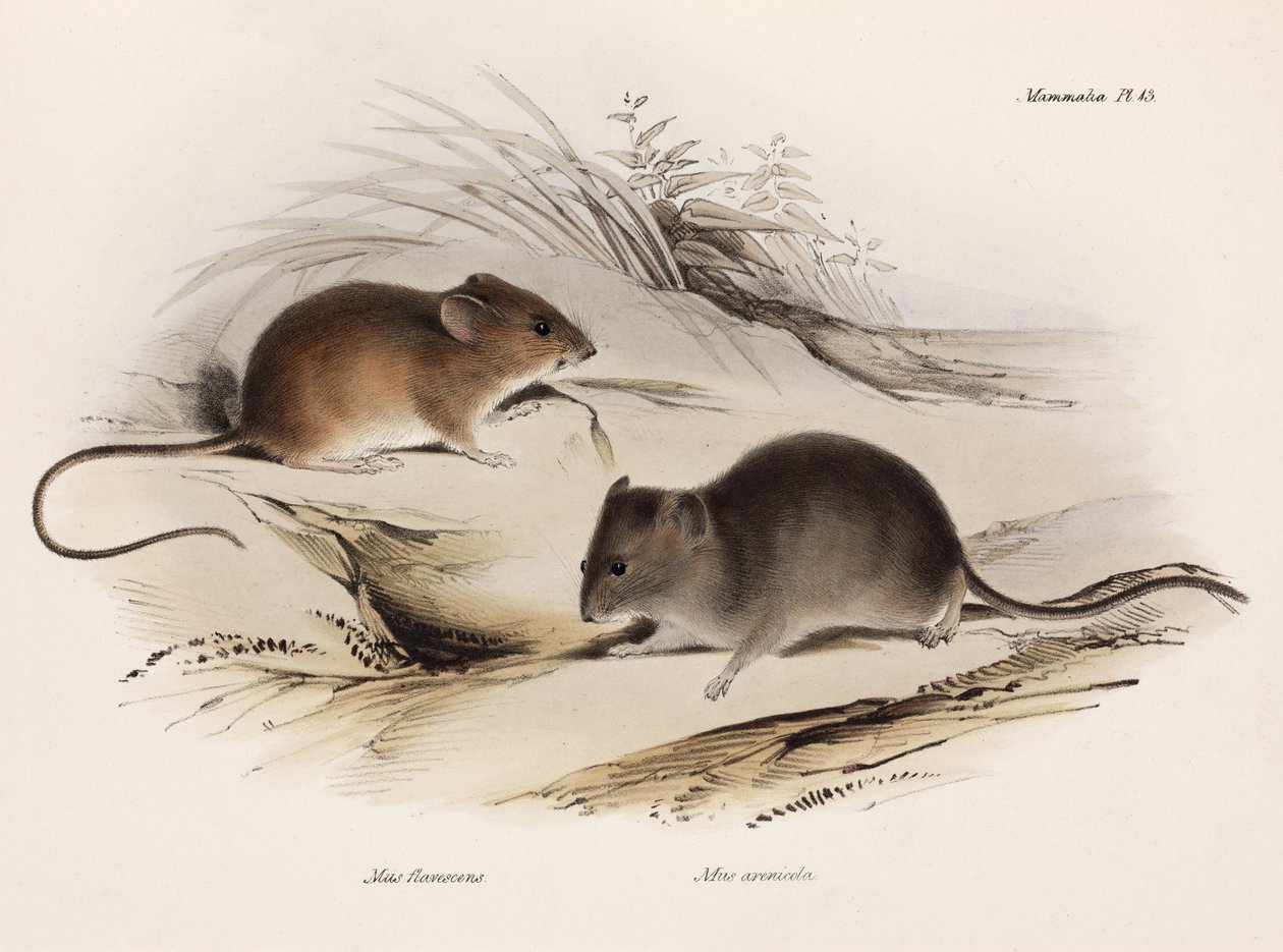 Dois tipos de mouse, América do Sul, c 1832-1836 de Unbekannt