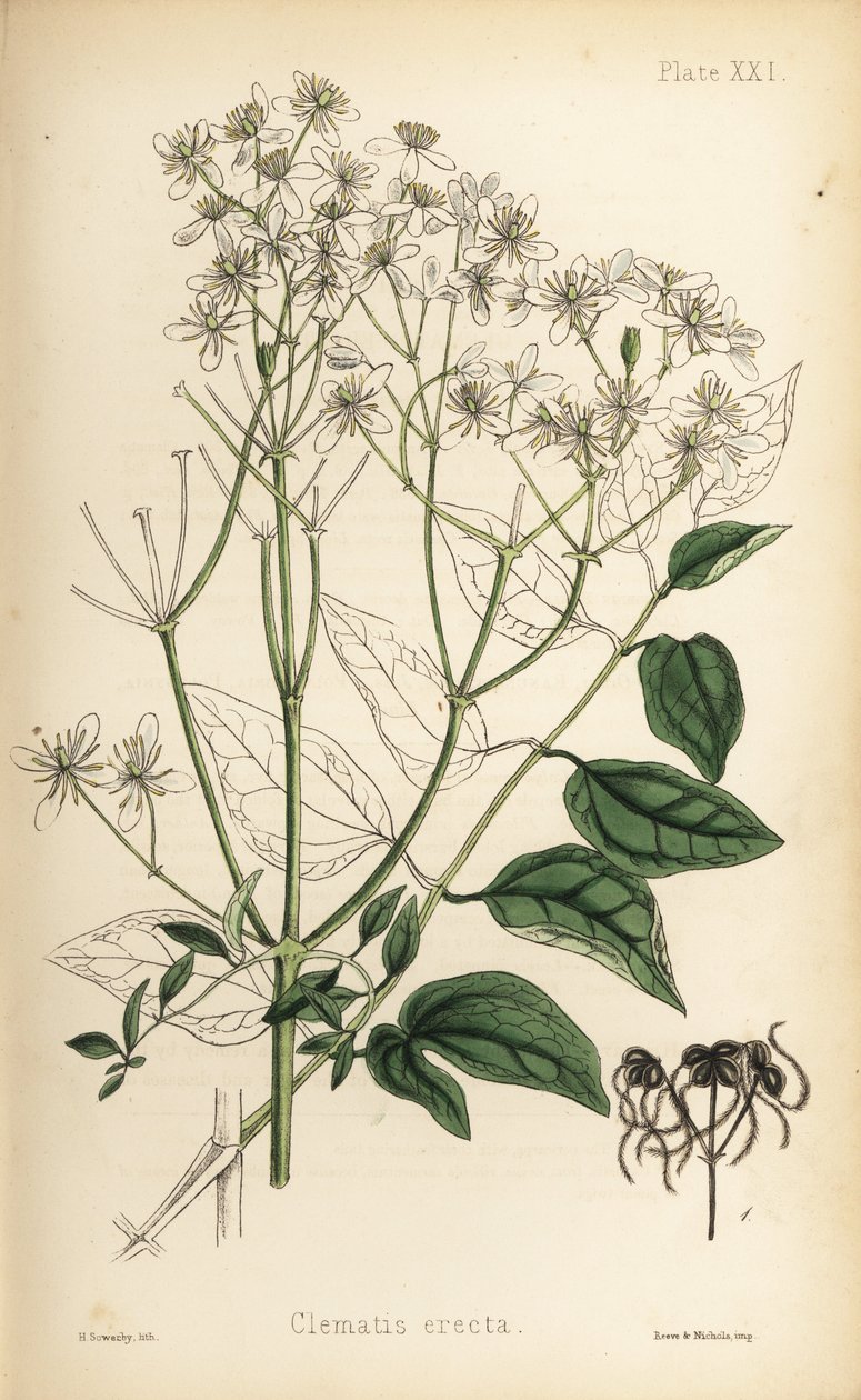 Clematis reta (Clematis erecta), caramanchão das virgens ereto. Litografia colorida à mão por Henry Sowerby da Flora Homeopathica de Edward Hamilton, Bailliere, Londres de Unbekannter Künstler
