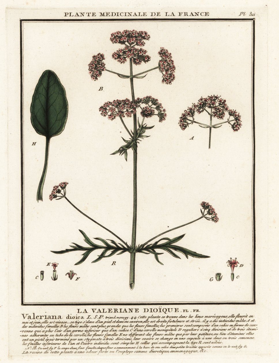 Valeriana, Valeriana dioica. de Unbekannter Künstler