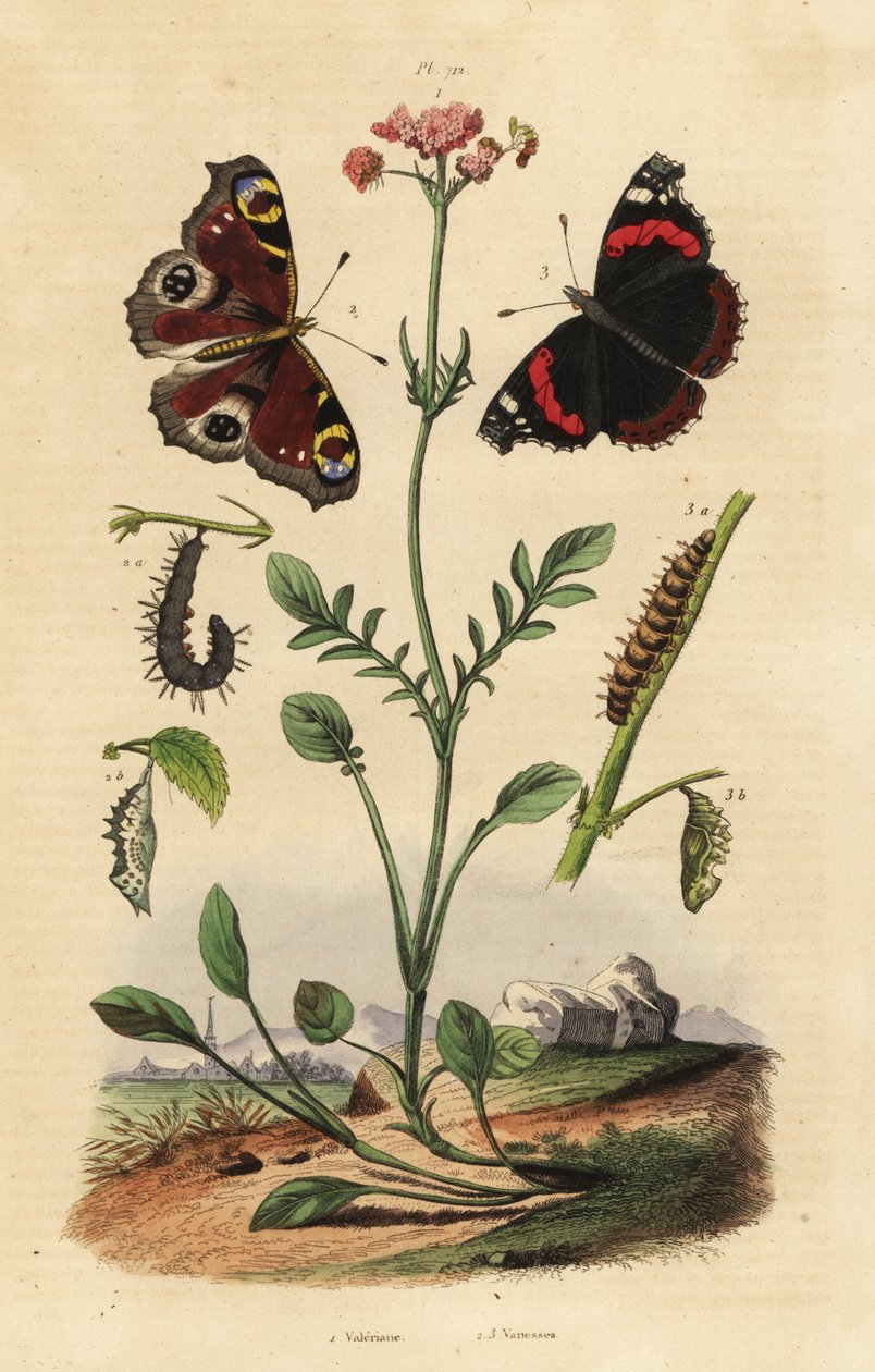 Valeriana, Valeriana officinalis 1, borboleta pavão, Aglais io 2, almirante vermelho, Vanessa atalanta 3 de Unbekannt