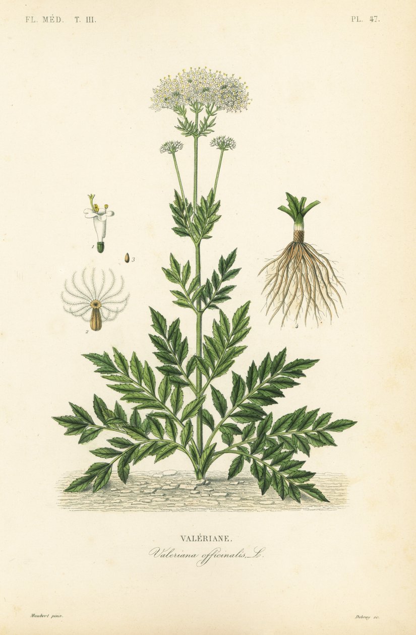 Valeriana, Valeriana officinalis, Valeriane de Unbekannt